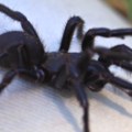 Upoznajte Herkulesa, najvećeg smrtonosnog pauka Australije