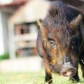 Opušteno prošetale Dubravom: Divlje svinje snimljene u zagrebačkom naselju