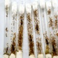 Biopirati krijumčare i mrave: male vrste – velika opasnost