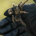 Primetili neobičan miris, a onda se i najiskusniji šokirali Umesto slatkiša, carinici pronašli armiju tarantula!
