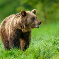 (Video) Medved uleteo u školsko dvorište! Kamere sve snimile, pogledajte kako je reagovao kad je osetio da su ljudi u blizini…
