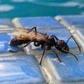 „Čist, intenzivan, blistav bol“: Naučnik koji je dozvolio da ga ubadaju insekti tvrdi da je ovo najgore