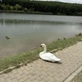 Labud iz Šumaričkog jezera privukao pažnju građana