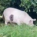 Optička iluzija napravila potpunu pometnju među ljudima: Svi tvrde da vide svinju, a zapravo je sasvim nešto drugo
