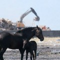 Uznemirujuće: Napušteni konji nadomak Podgorice bez hrane i vode na skoro 40 stepeni