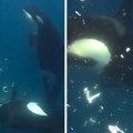 Orke prvi put snimljene u neverovatnom napadu: Jednim udarcem raznele ogromnu ribu i zapanjile naučnike