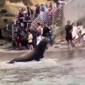 Panika u San Dijegu Morski lavovi napali turiste (video)