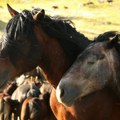 Životinja na mestu uginula: Šipovljanin automobilom udario divljeg konja