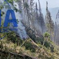 Jak vetar desetkovao šumu na preko 1.000 hektara u Nacionalnom parku Tara: Stradali planinski četinari, kreće se u sanaciju…
