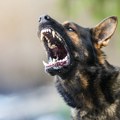 Panika u selu kod niša nakon napada psa na decu: Pokušavaju da ga uhvate, Niška Zoo higijena na terenu: "Ona je plakala i…