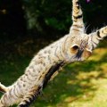 Naučnici objašnjavaju zašto mačke uvek sleću na šape