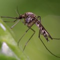 Loše vesti za "krvopije" Ekipe "Čistoće" i sutra suzbijaju odrasle forme komaraca
