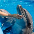 Morske životinje stižu u Srbiju: Imaćemo i akvarijum i delfinarijum