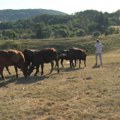 Aleksandra i Milija imaju čak 11 dece, vratili se iz Rusije u selo kod Užica: Njihov dom danas je imao i posebnu gošću (foto)…