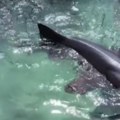 Užas u bazenu! Dečak (14) umalo ostao bez ruke, ajkula ga ugrizla: Porodica svojim očima gledala užas! (video)