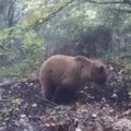 Меда на Тари се погубио, не планира у зимски сан Снимљен шта ради, не делује по њему да ће зима скоро! (видео)