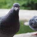 I ptice se samozadovoljavaju, a evolucija objašnjava zašto