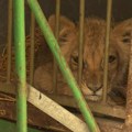 Zoološki vrt Palić: Mala lavica Kiki u sve lošijem stanju