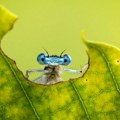 Ne čudite se ako vidite hotele za insekte i zašto ne treba sakupljati suvo lišće