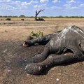 Suša u Zimbabveu: Najmanje 100 slonova uginulo u nacionalnom parku