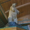 Životinje i kriminal: Veliki preparirani polarni medved ukraden u bizarnoj pljački u Kanadi