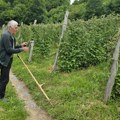 Malinari iz Polimske doline spremni za berbu, otkupna cena vraća nadu u „crveno zlato