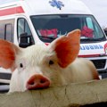 Svinja divljački izujedala ženu: Došla da je nahrani, završila sa ujedima na licu i telu! Užas u Prokuplju, hitno je prebačena…