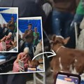 Nije imao za bakšiš pa umesto love pevaljki dao živo tele! Haos pod šatrom na srpskom vesejlu kakvo se ne pamti - njena…