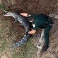 (Video) Aligator upao ženi u dvorište! Pogledajte kako je policajac savladao predatora, pa ubacio u patrolni automobil