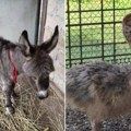 Popovići od rugla napravili bajku: Na nekadašnjoj deponiji u Inđiji nikao raj za životinje, najmlađi hrle u ovu oazu da vide…