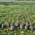 Oko jezera Bubanj posađeno 40 stabala platana i jasena (FOTO)