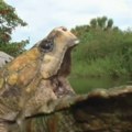 (Video) Najopasnija kornjača na svetu uočena u Rimu Građani u panici - ima jak ugriz, izdato upozorenje nadležnih!