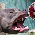 Pas ugrizao veterinara za vrat: Drama na Novom Beogradu, hitno prevezen u Urgentni centar