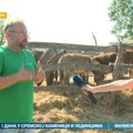 Eliksir iz Zasavice - magareće mleko kao lek i sirovina za najskuplji sir na svetu