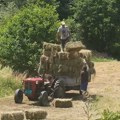 Kažete, vrućina vam? Ovako živi i radi srpski domaćin! Zbog snimka iz Srbije, komentari samo pršte: "Ja bi’ njih u maline pa…