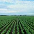 Агроекономиста Простран: Суша неће угрозити потребе Србије, али ће смањити извоз
