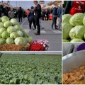 Neizostavni deo vojvođanske kuhinje: Zašto je futoški kupus simbol tradicije, vrhunskog ukusa i gastronomskog nasleđa