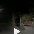 Medved protrčao kroz vranjsko naselje Sobina: Snimak izazvao i smeh i negodovanje (video)