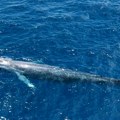Plavi kitovi: Giganti iz okeana se polako vraćaju u bezbedni tropski raj, naučnici uzbuđeni