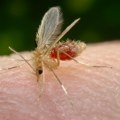 Pojavio se novi insekt u Srbiji – liči na komarca, a prenosi ozbiljne bolesti