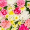 Unesite proleće u svoj životni prostor: 1. marta nabavite cveće koje označava novi početak