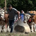 Rabadžije pokazale snagu na Žabljaku! Otvorena sezona nadmetanja u vuči trupaca, ovako nešro još niste videli