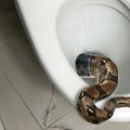 Nije samo mit Zmije ulaze u WC iz kanalizacije, a evo kako da ih zaustavite