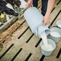 Silosi puni, farmeri na gubitku: Ko profitira od krize u srpskom mlekarstvu