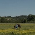 Ostali na selu i danas žive od magarećeg mleka: Potražnja je veća od proizvodnje, a porodica Gavrić ne stiže da ispuni sve…