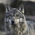 Drama u zoo vrtu: Dete prišlo vukovima i završilo sa povredama