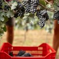 Oplenačka berba u Topoli počela 63. put: Očekuje se do 250.000 posetilaca