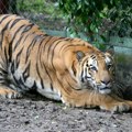 Tigar teško povredio muškarca u zoološkom parku u Jorkširu