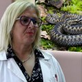 Da li treba sisati otrov ako vas ujede zmija? Ljudi zabrinuti posle slučajeva u Novom Sadu i Kragujevcu: Ovo savetuju…