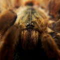 Tarantula izazvala saobraćajni udes u Dolini smrti, ima povređenih